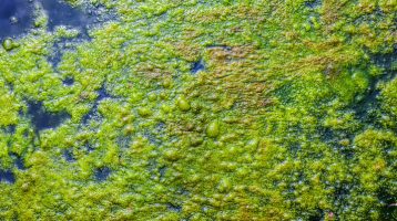 Des chercheurs retracent l'histoire évolutive de l'horloge circadienne chez les cyanobactéries modernes